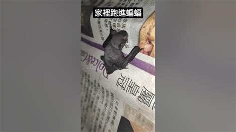 蝙蝠為什麼會跑進家裡